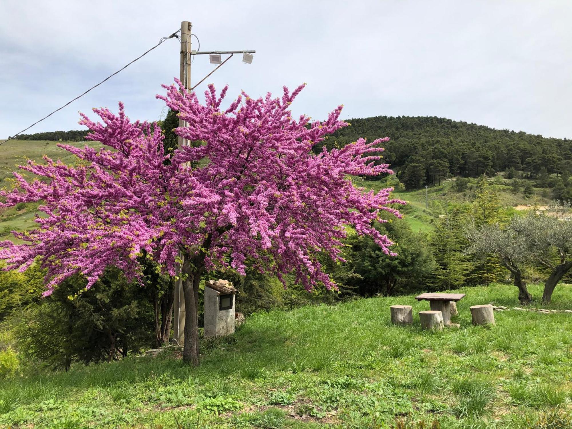 Agriturismo Serra Moneta Santo Stefano Quisquina Exterior photo